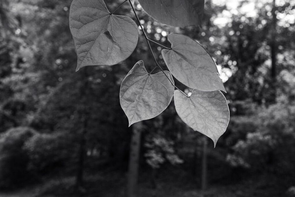 Hojas en blanco y negro sobre fondo de bosque, imagen decorativa