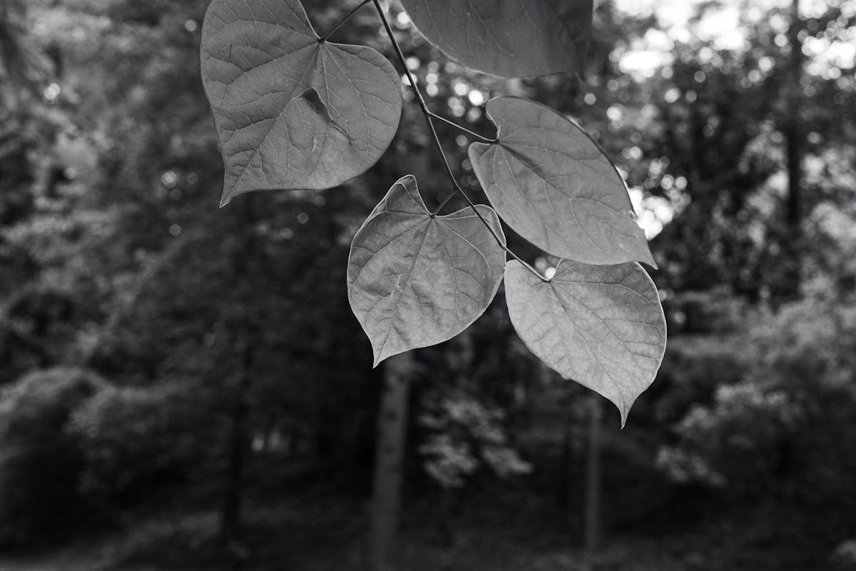 Hojas en blanco y negro sobre fondo de bosque, imagen decorativa